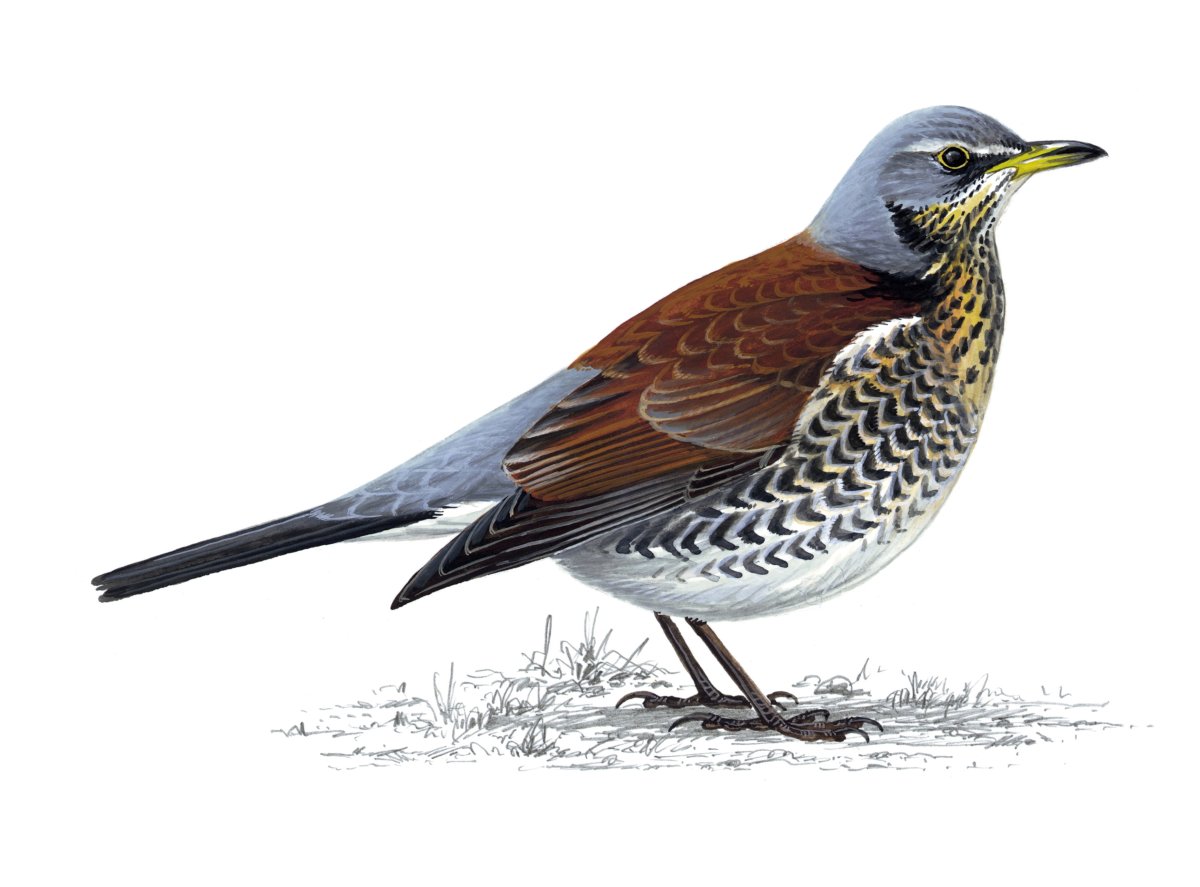 Лесные птицы на белом фоне