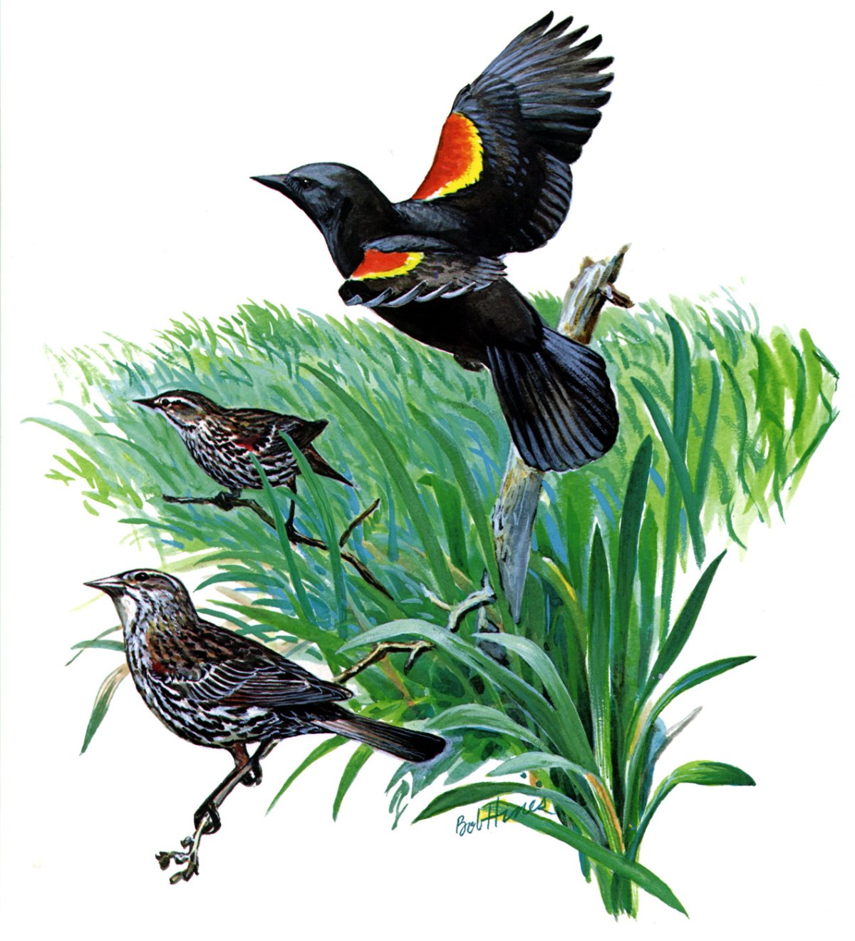 Рябинник Дрозд-рябинник