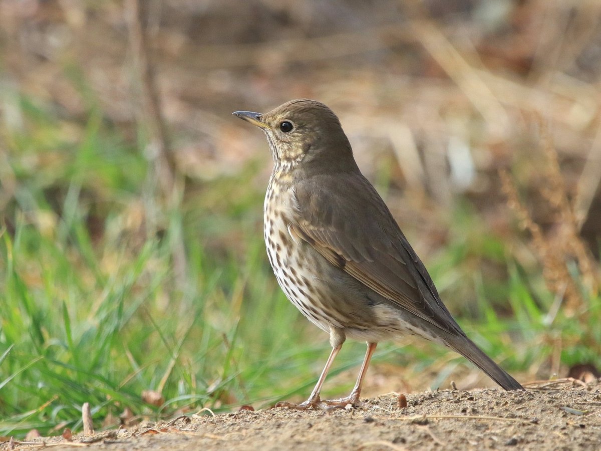 Дрозд пятнистый