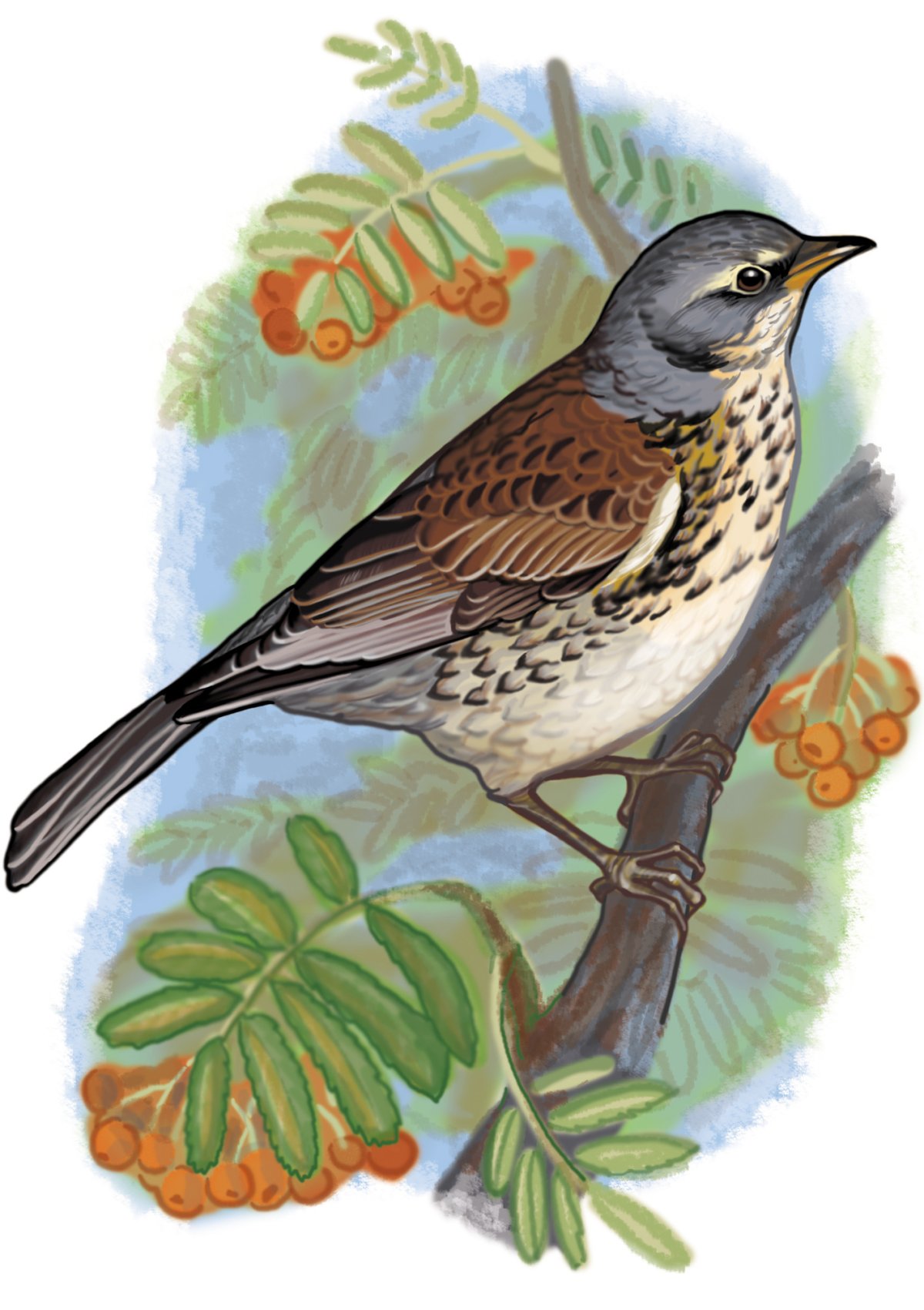 Черный Дрозд литография