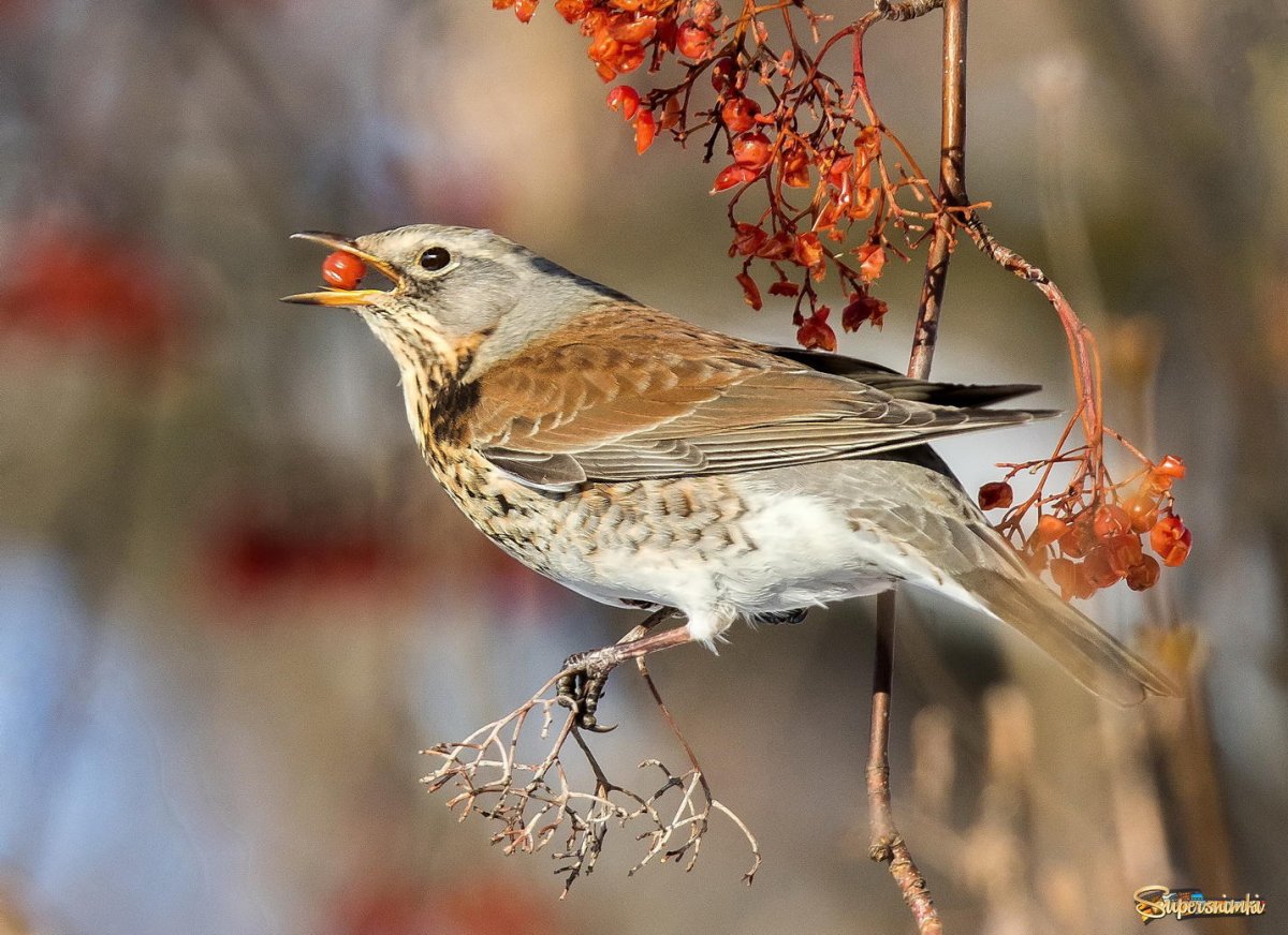Дрозды гнезда птицы