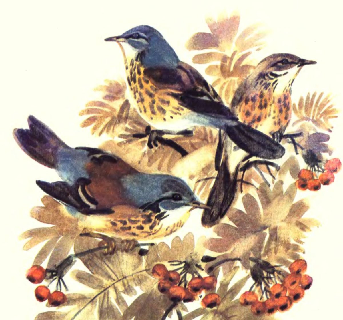 Дрозд на белом фоне