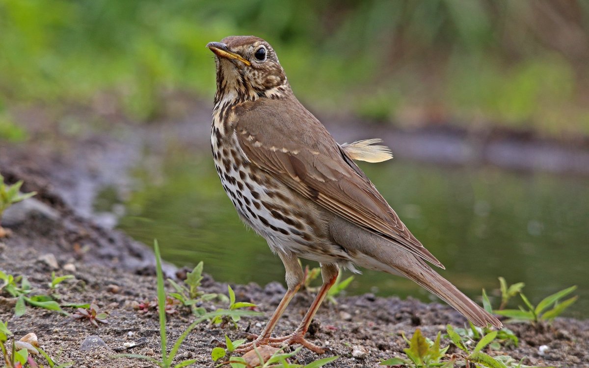 Дрозд рябинник рисунок