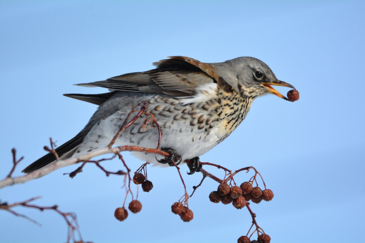 Бледногрудый Дрозд