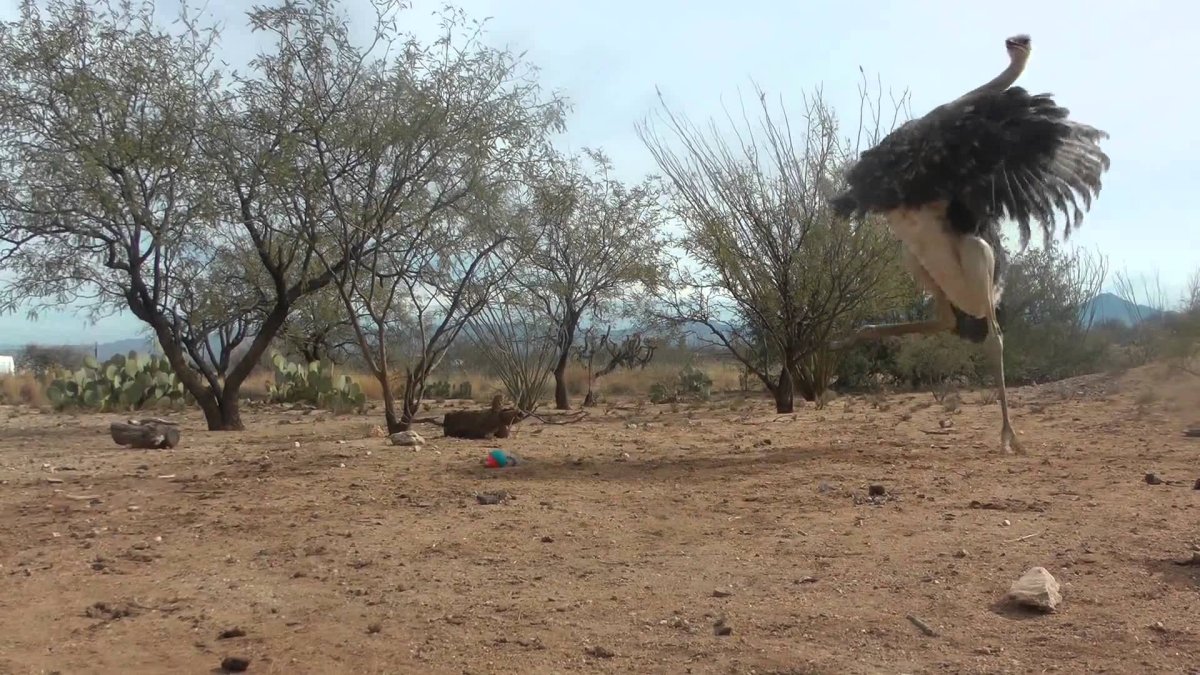 Страус голову в песок