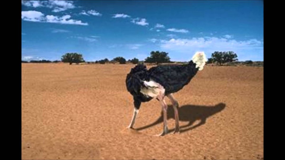 Жираф головой в песок