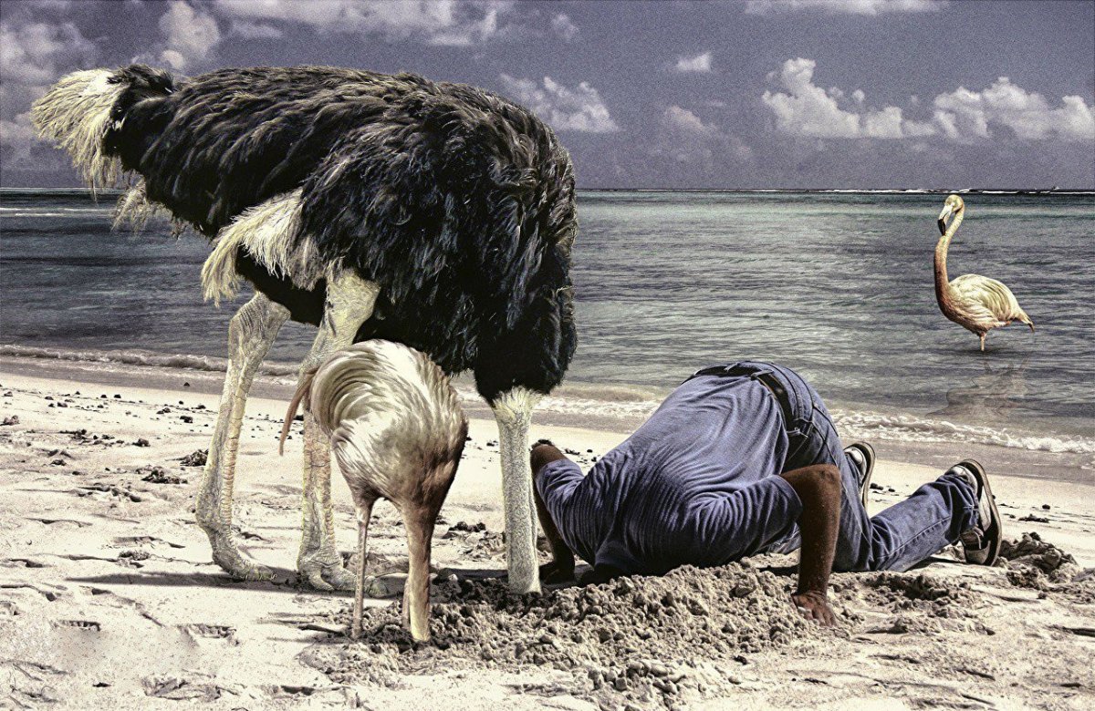 Страус забивает голову в писок