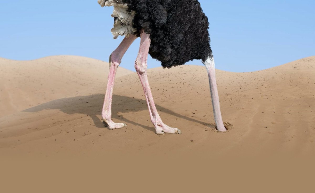 Страус спрятал голову в песок