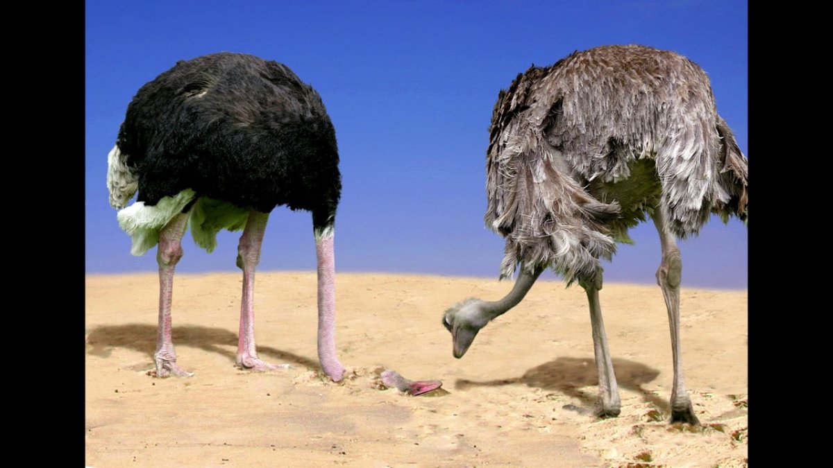 Страус прячет голову в песок