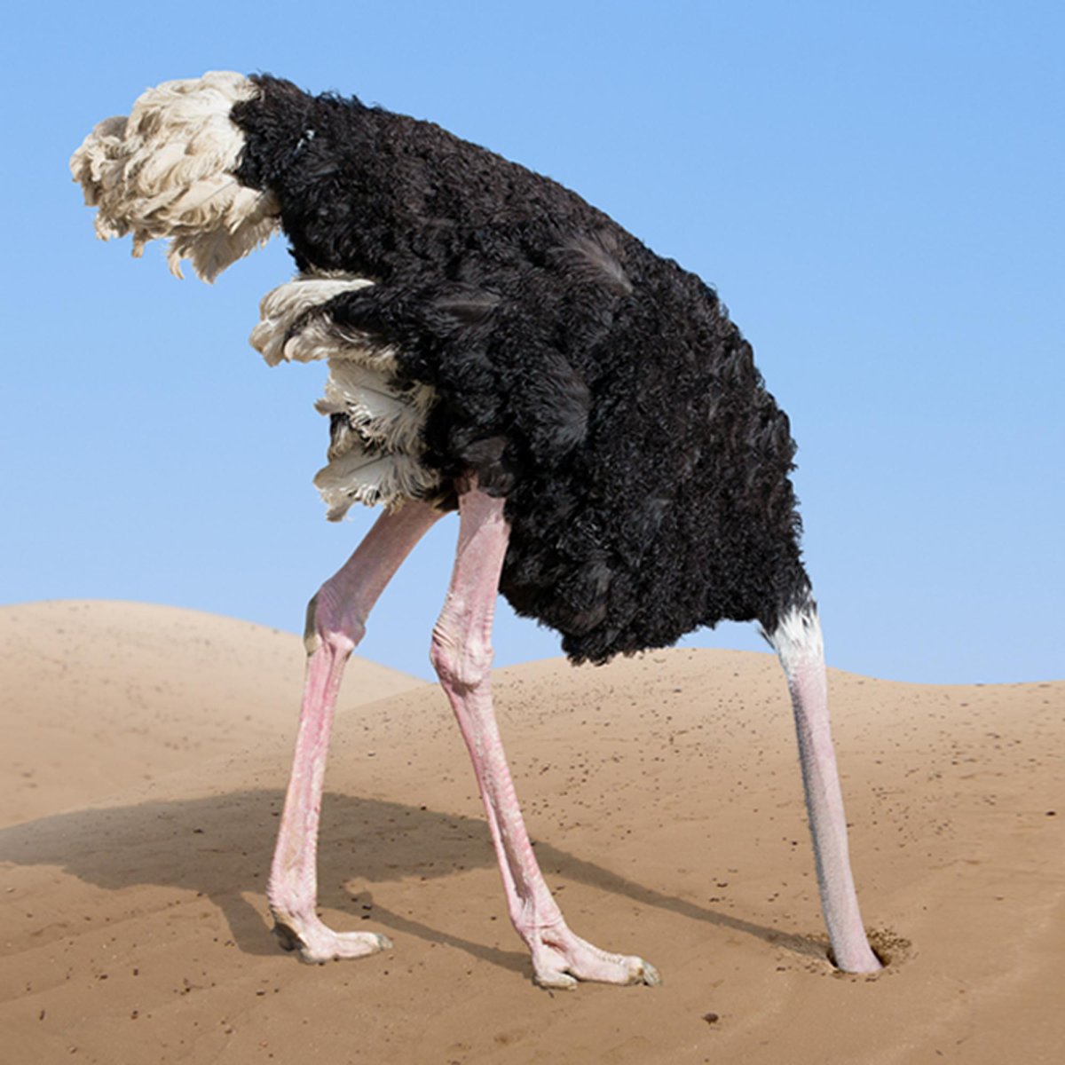 Страус голову в песок