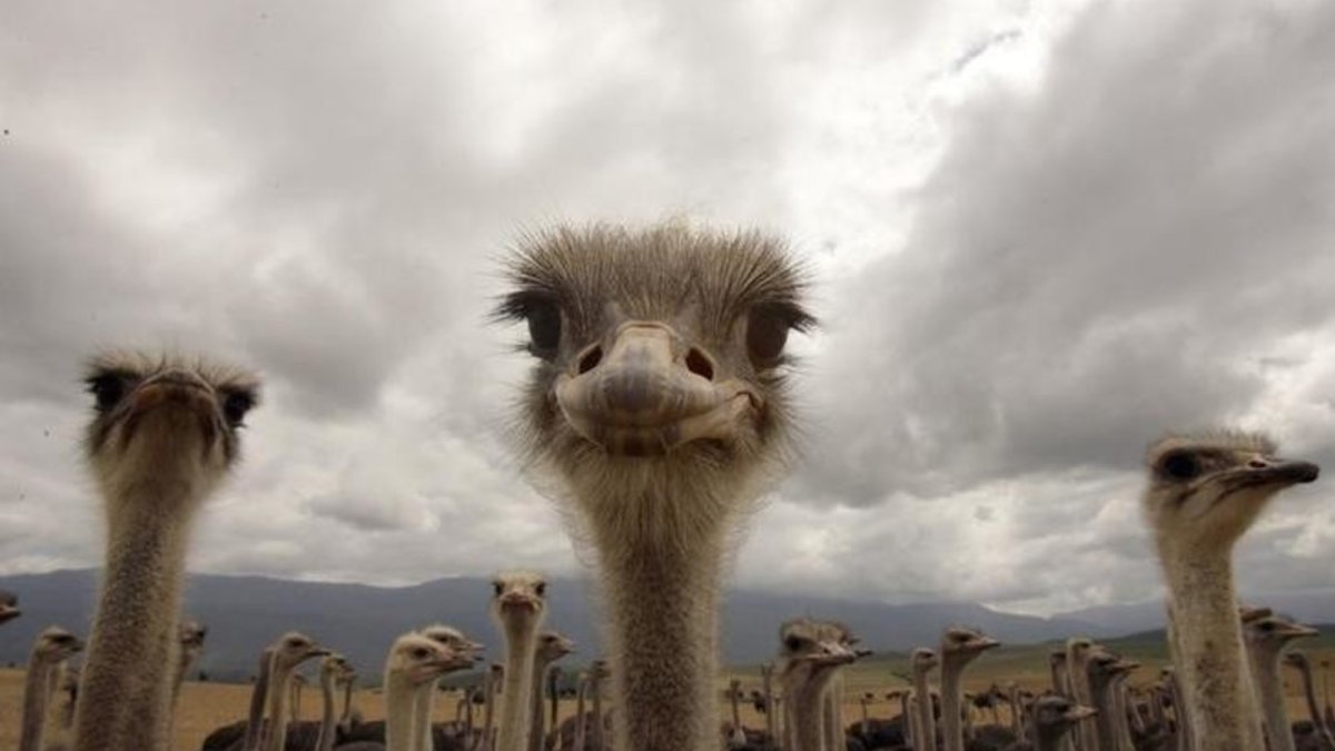 Страус прячет голову в песок