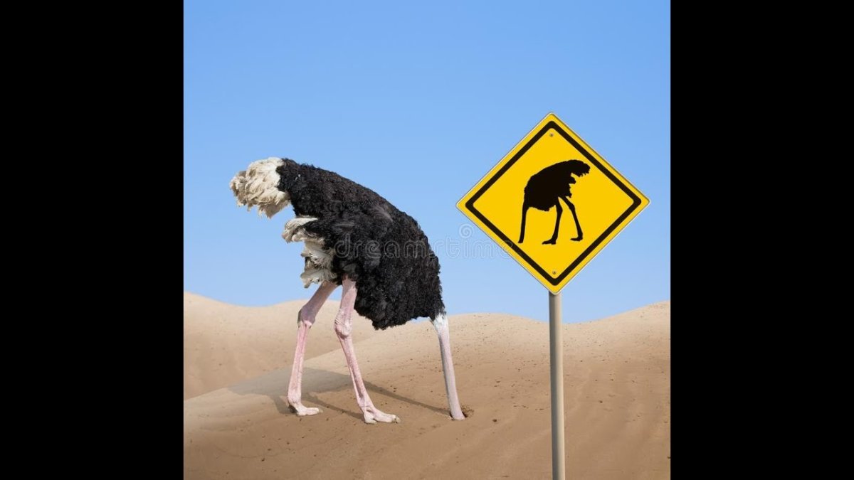 Страус голову в песок