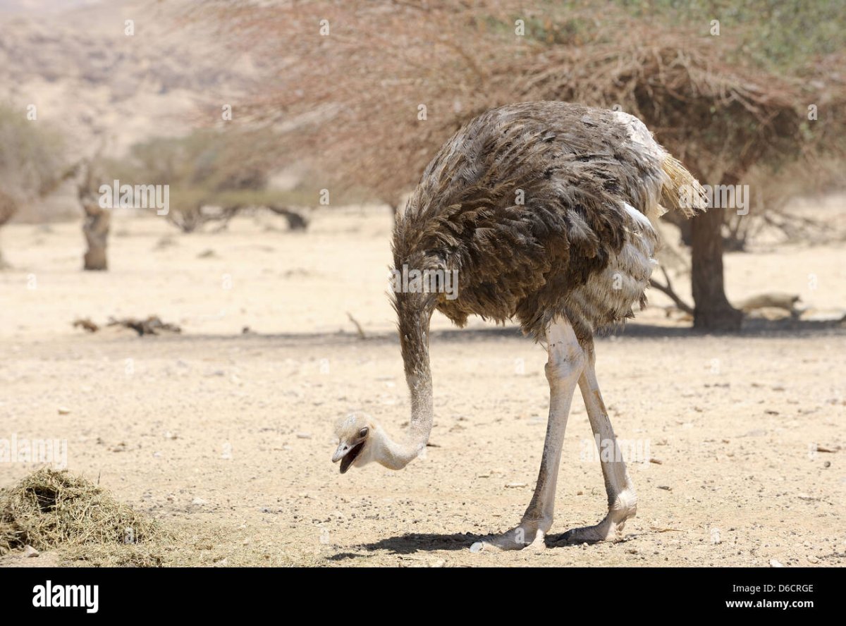 Страус набросок