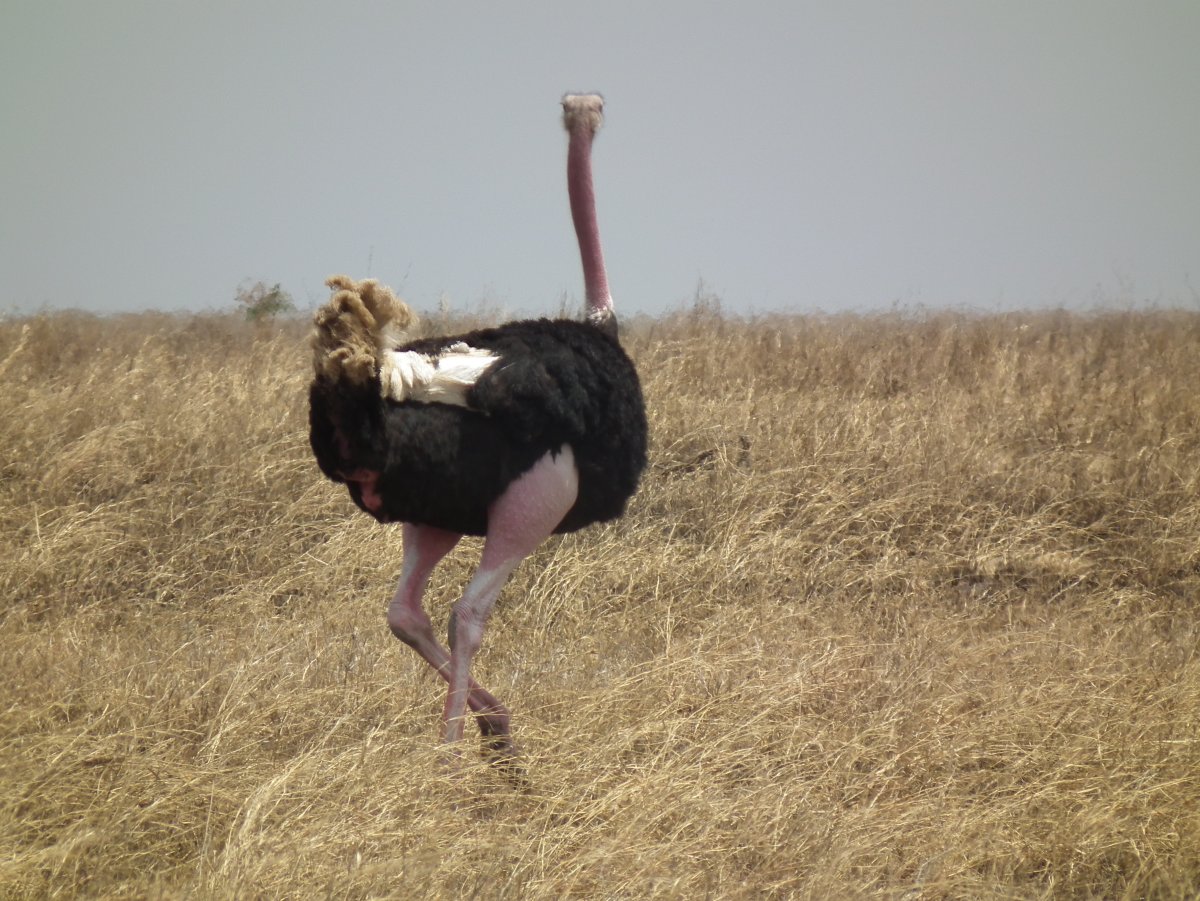 Страус кудрявый
