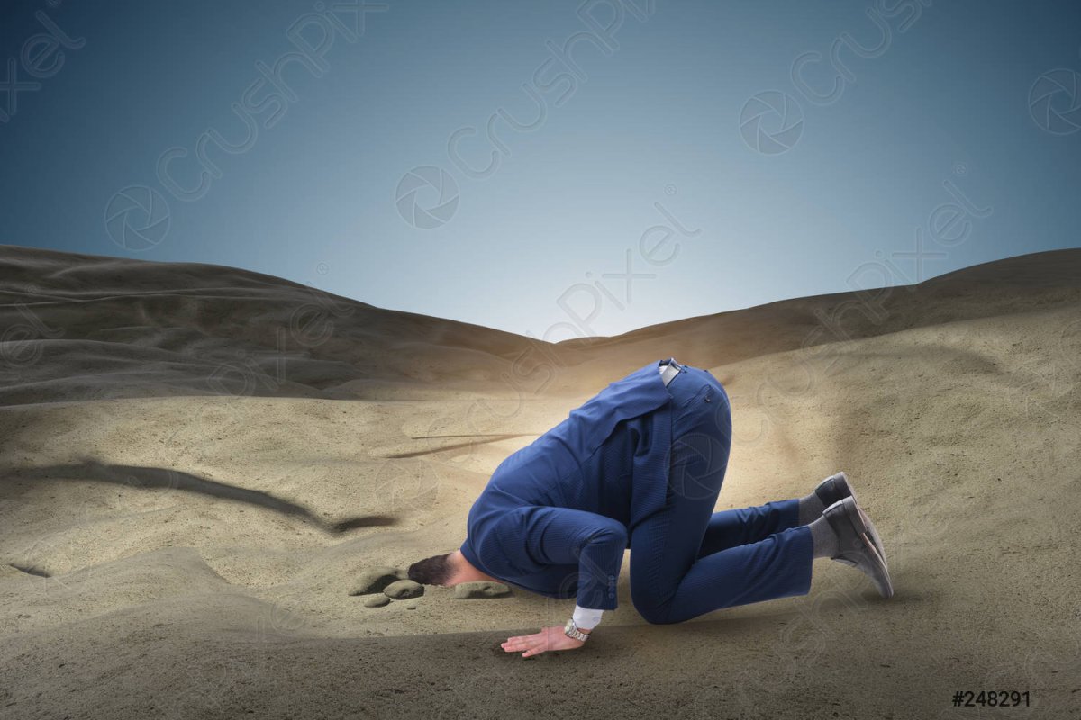 Голова страуса на белом фоне