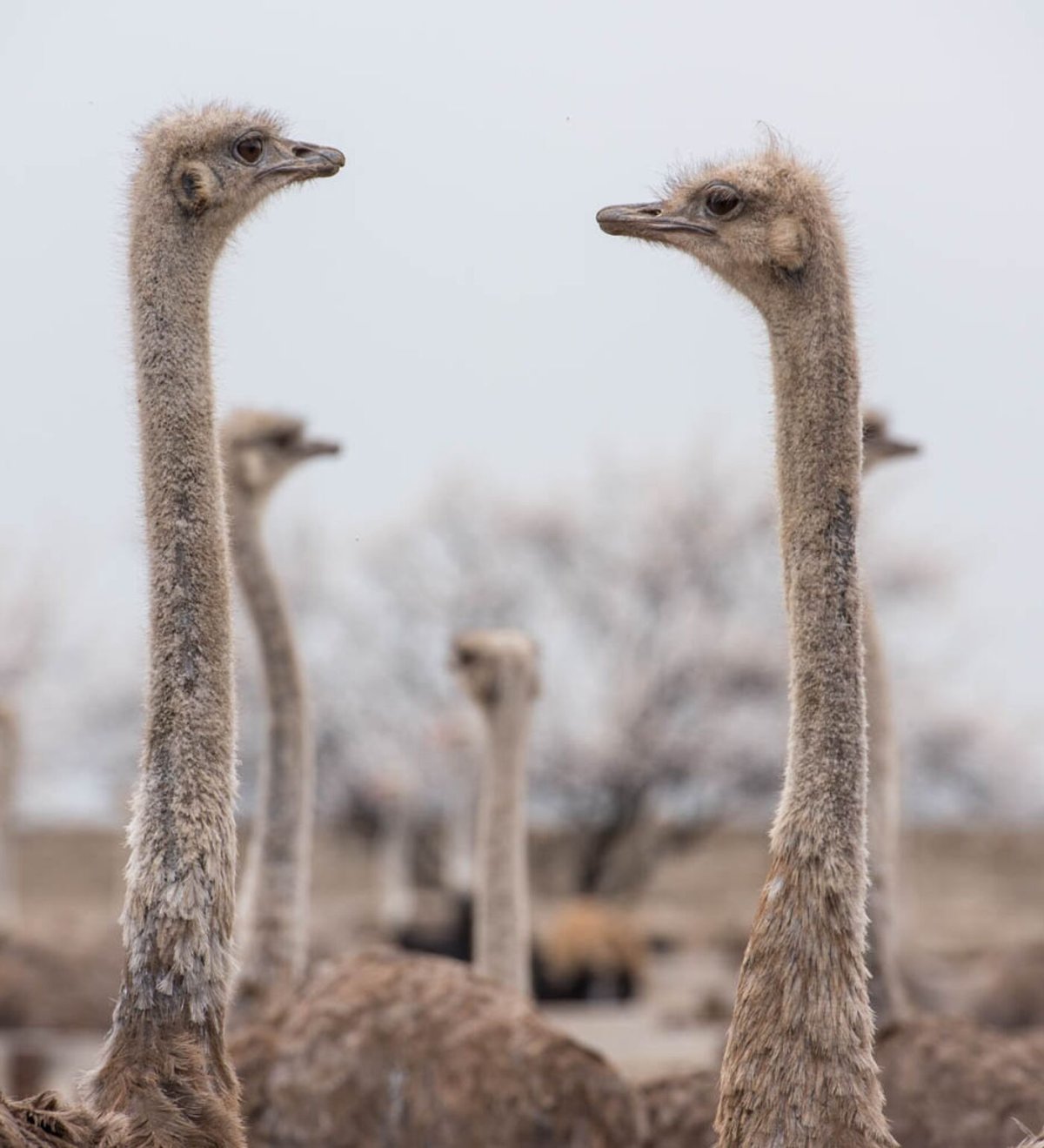 Страус прячет голову в песок
