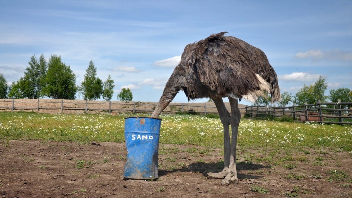 Человек прячет голову в песок