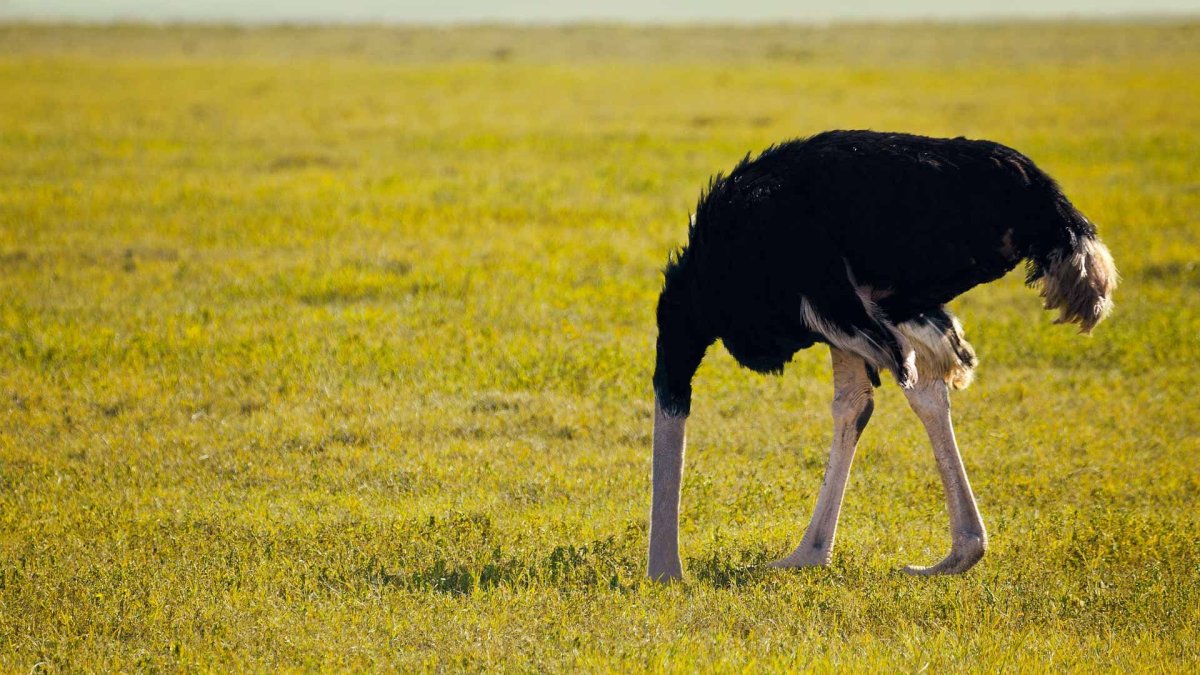 Страус могила
