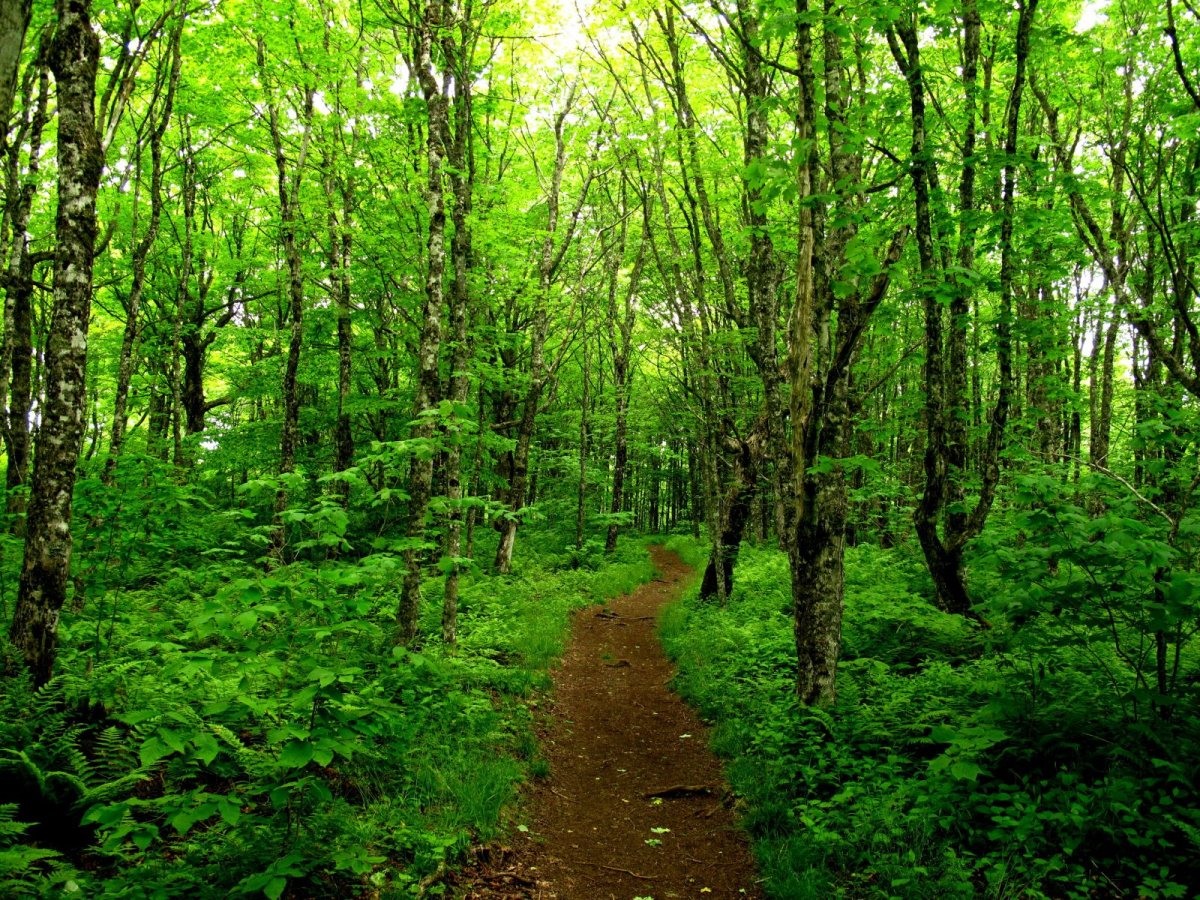 Лес Самур с лианами Дагестан