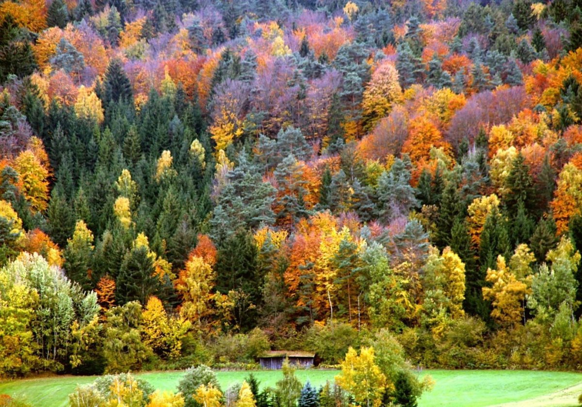 Опушка в широколиственном лесу