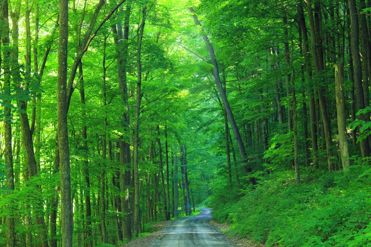 Воробьевы горы широколиственный лес