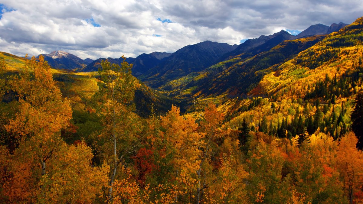 Широколиственный лес тайги
