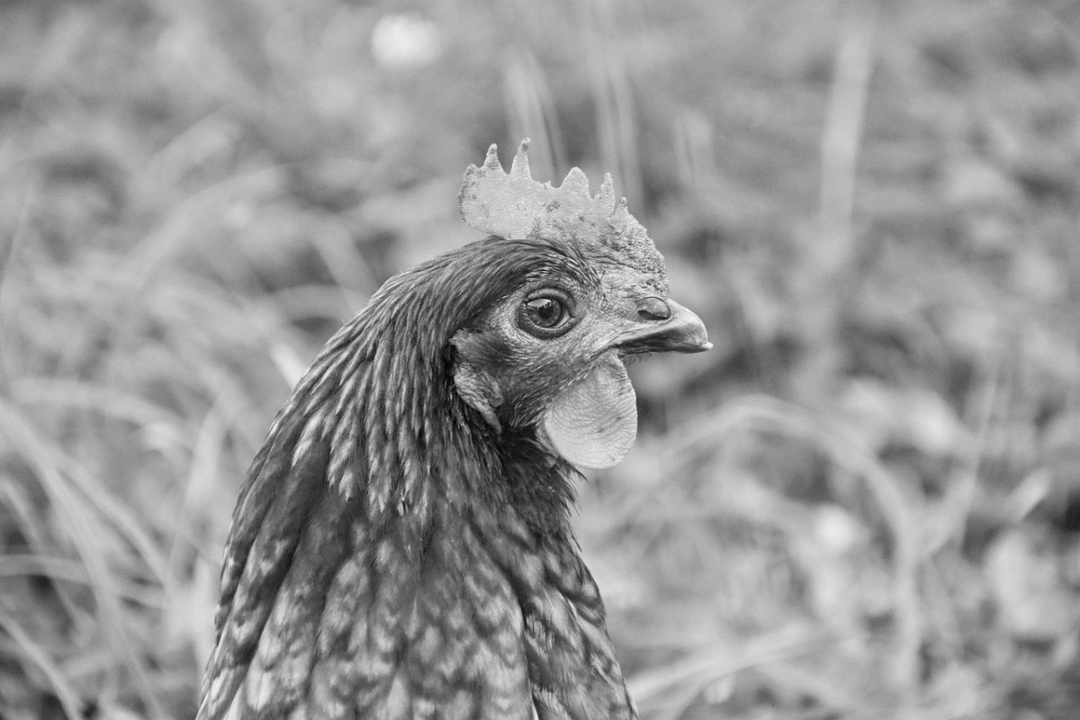 Черно белые куры