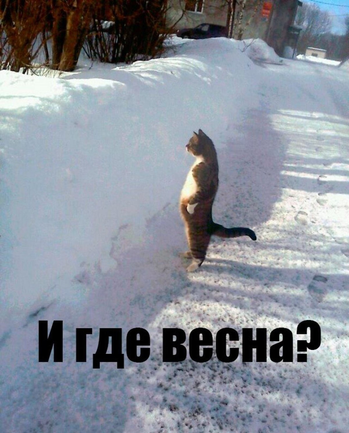 Котенок лепит снеговика