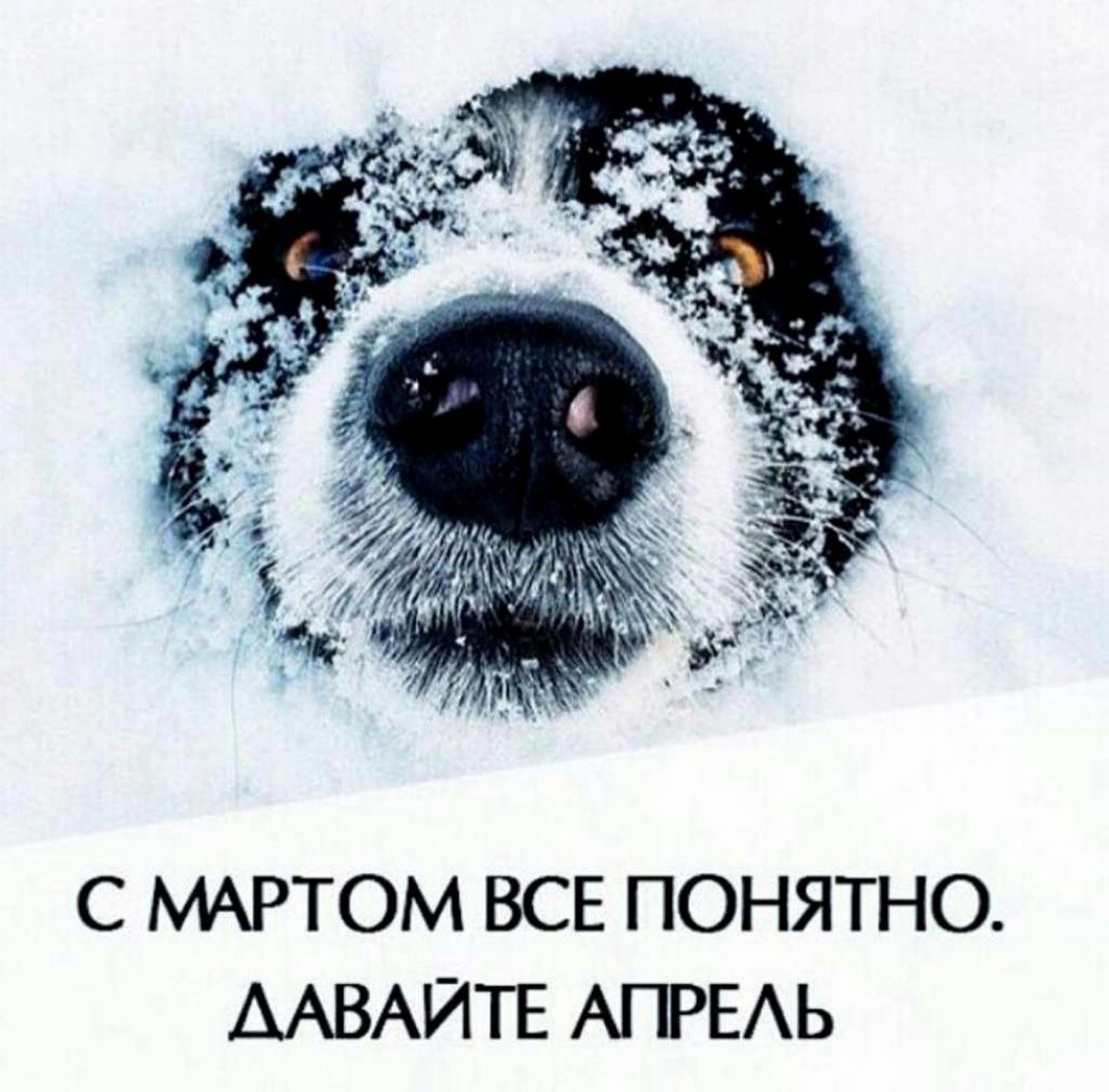 Кот идет по снегу
