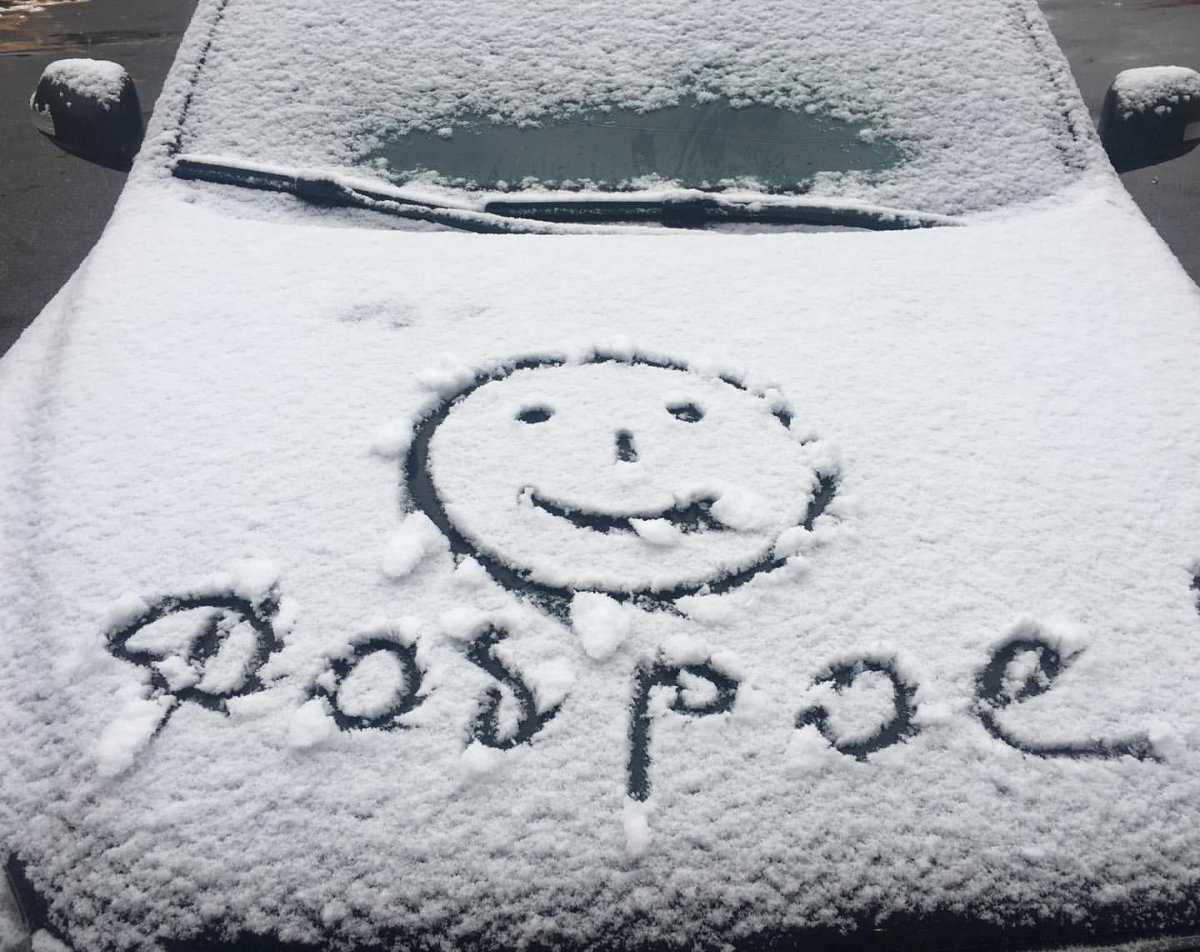 Цветок в сугробе