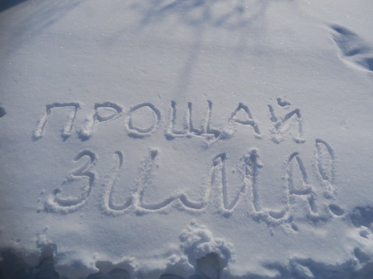 Кот в снегу