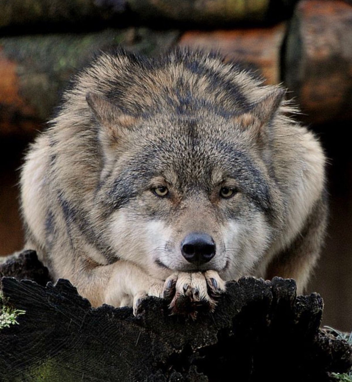 Волк дикий злой