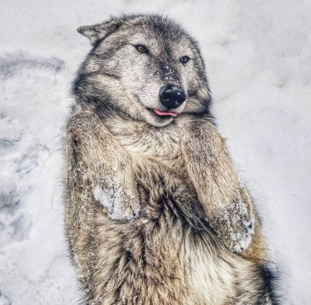 Миленькие волки