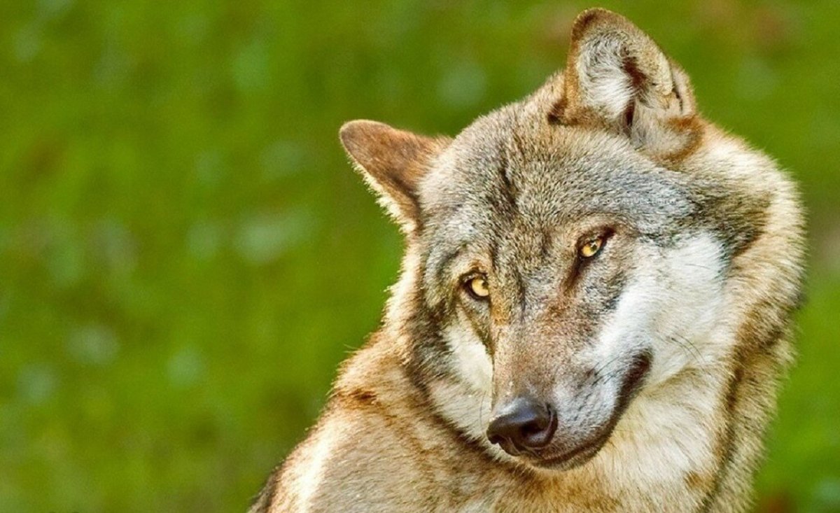 Серенький волчок укусит за бочок