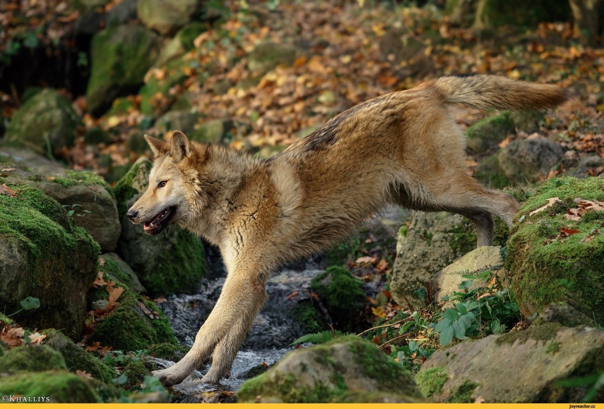 Волк Долины Маккензи