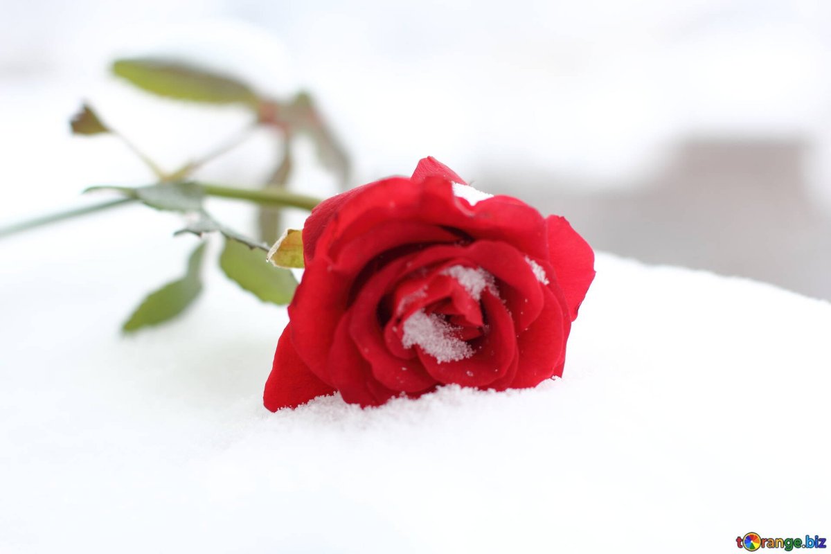 Девушка лежит на снегу