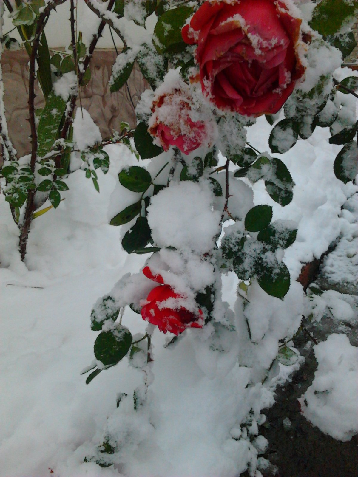 Брюнетка с розами