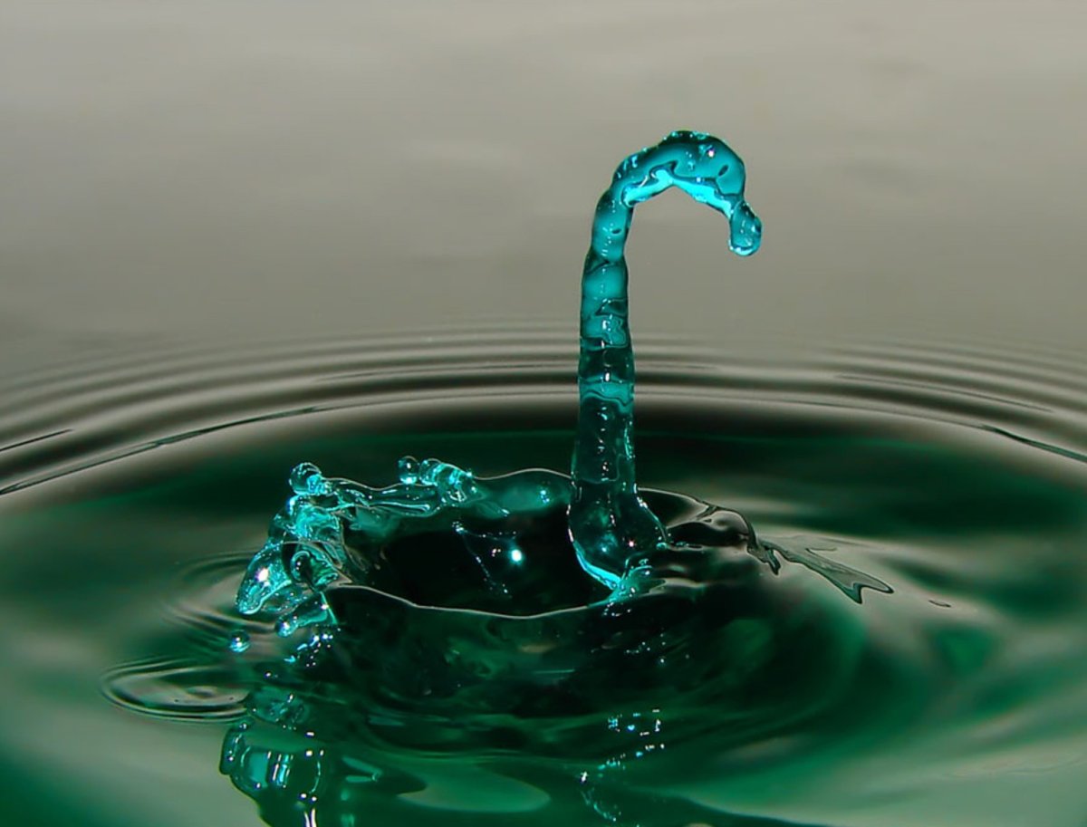 Смешные животные в воде