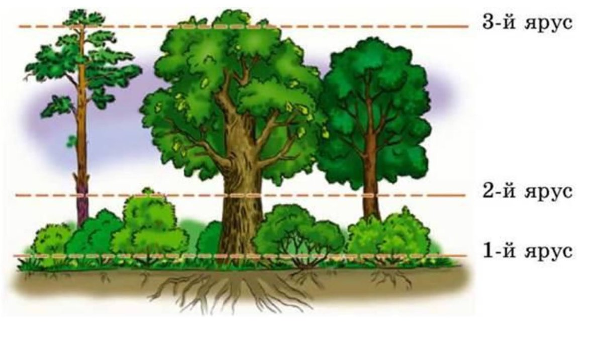 Ярусы леса для дошкольников