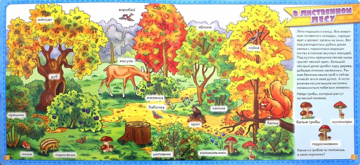 Биоценоз Лесной живые организмы