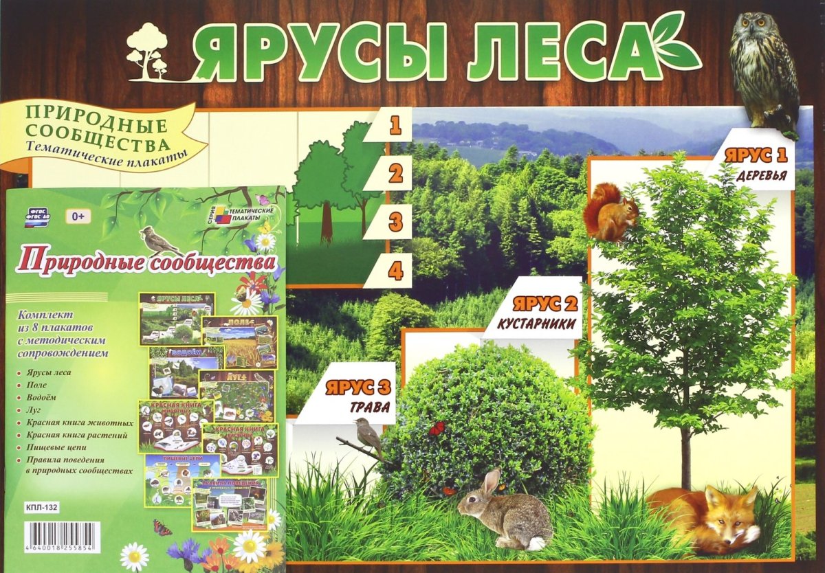 Ярусы леса плакат