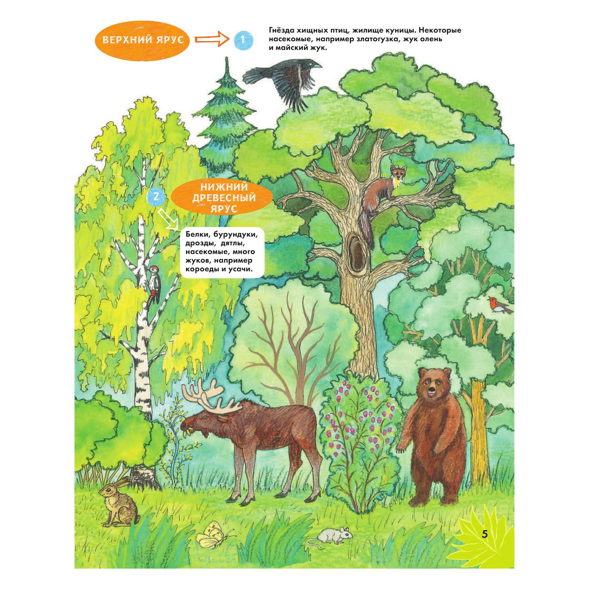 Тайга иллюстрация