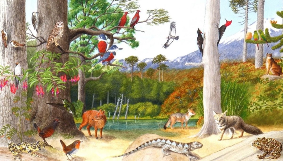 Лес для детей дошкольного возраста