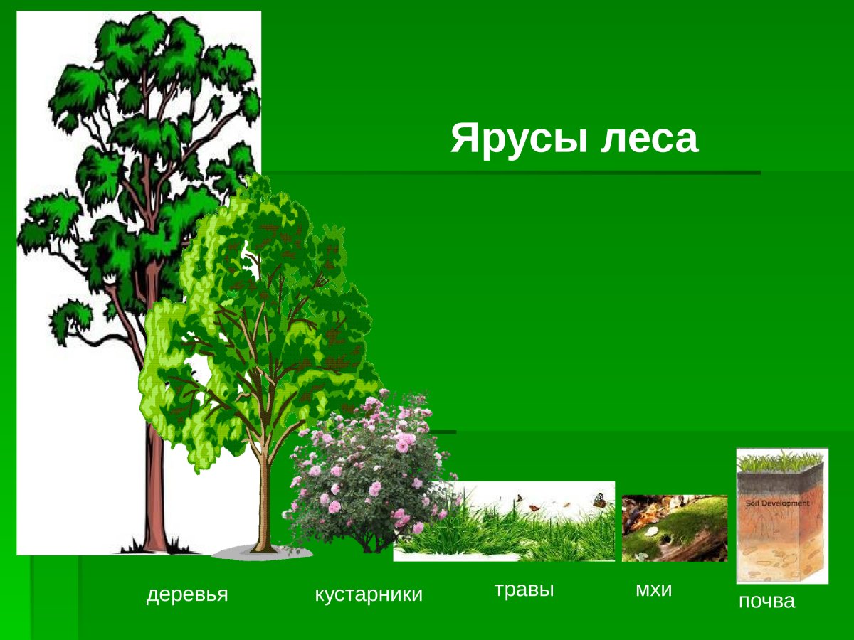 Лес иллюстрация