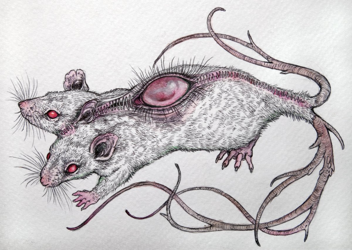 Крыса картина