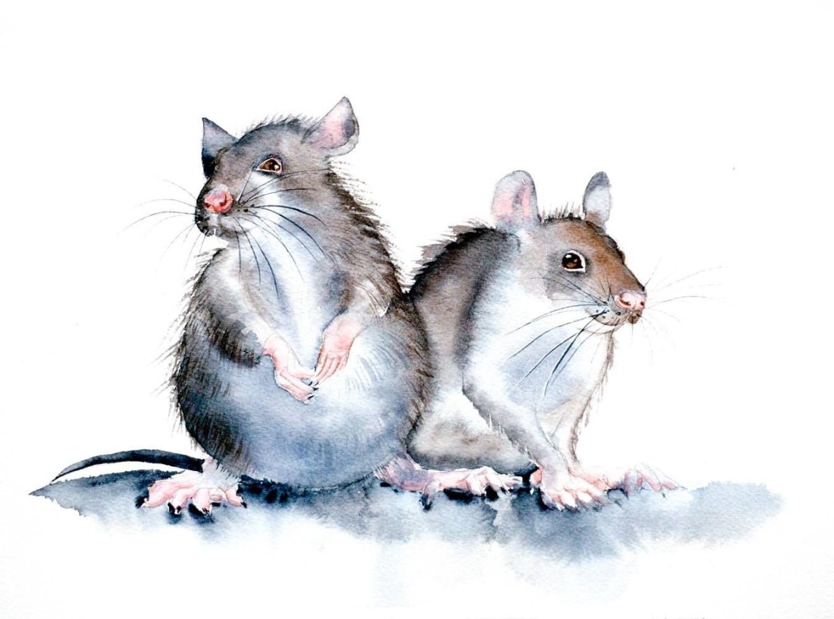 Стикеры крысок