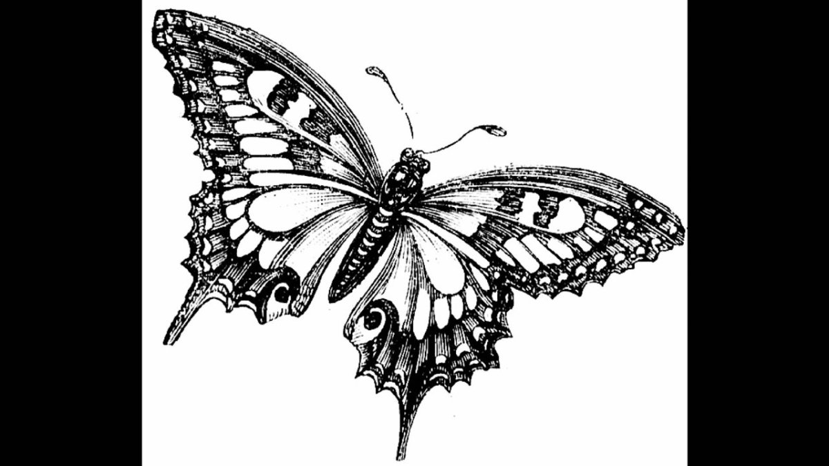 Бабочка эскиз