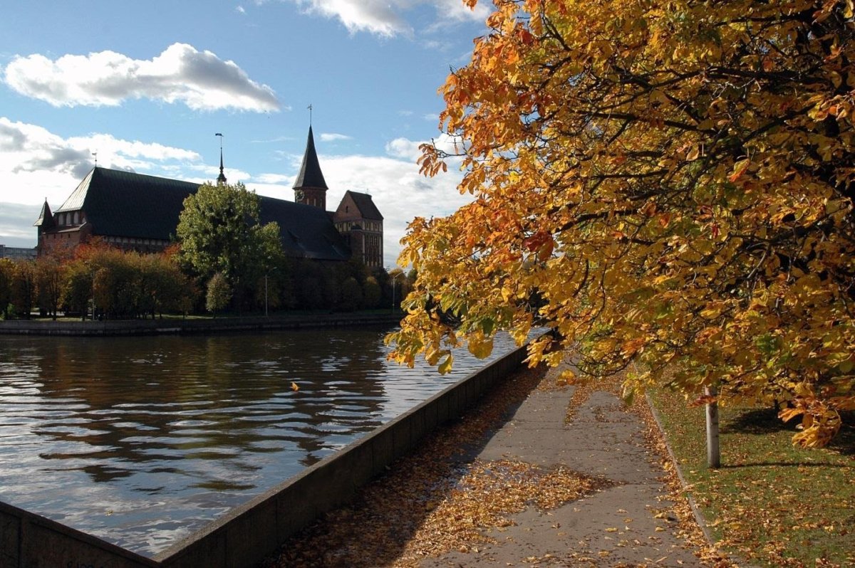 Калининград цветет