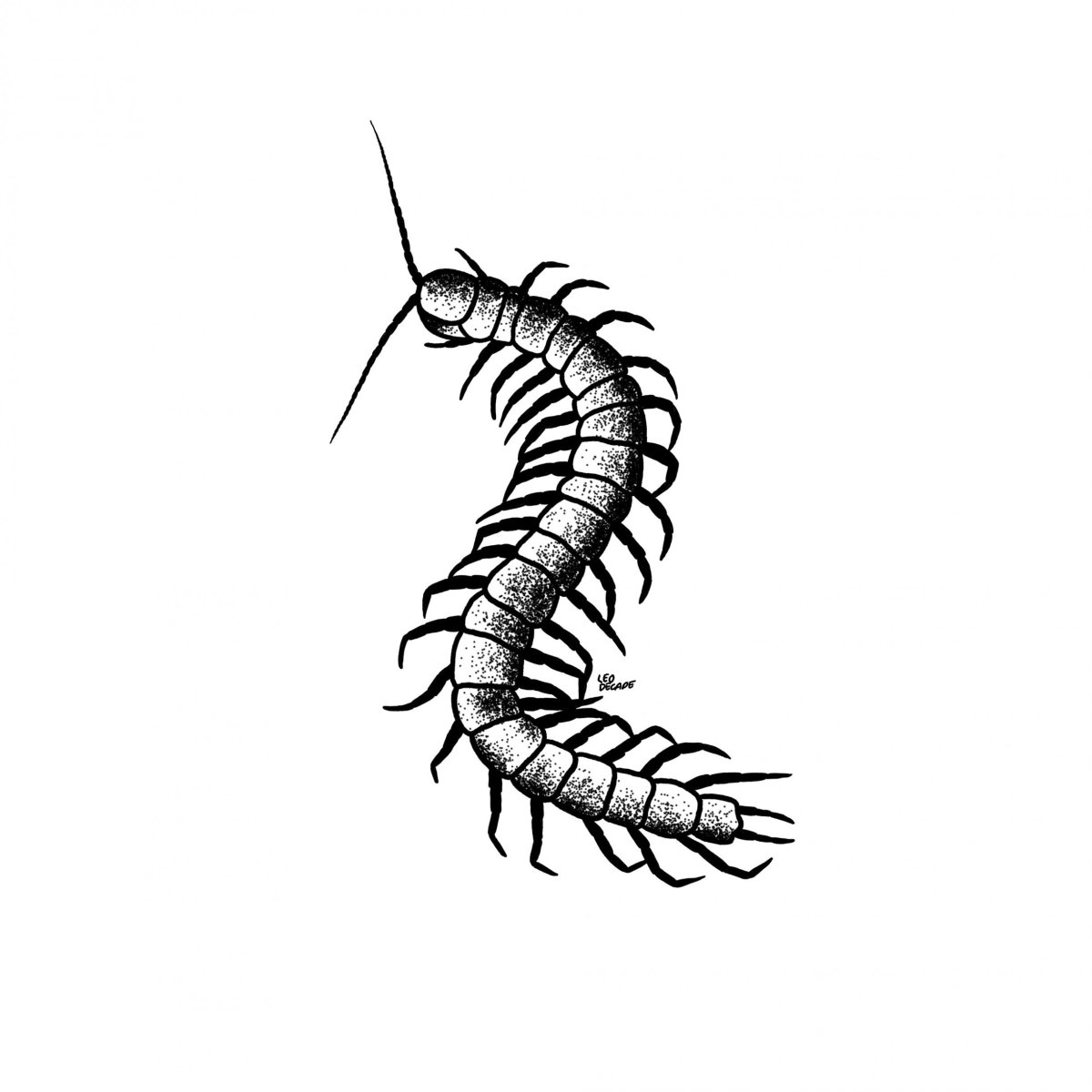 Сороконожка силуэт