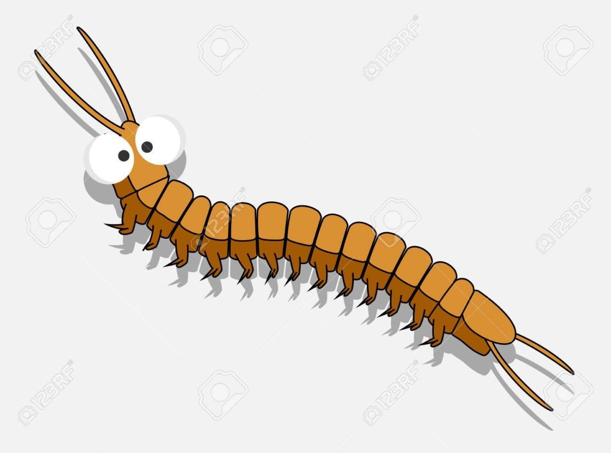 Сороконожка мультяшная